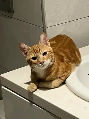 İSTANBUL PET SİTTER PET HOTEL PET OTEL KÖPEK KEDİ OTELİ