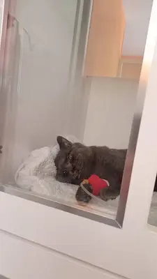 Mutlu Kuyruklar Veteriner Kliniği