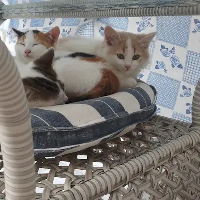 silivri pan veteriner kliniği