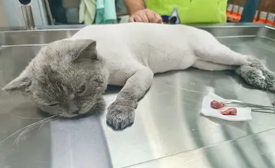 Vetani Veteriner Kliniği