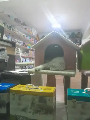 2000 Evler Petshop