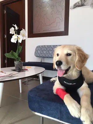 VETHOME VETERİNER KLİNİĞİ