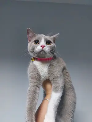 Sirius Veteriner Kliniği