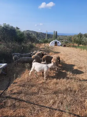 ÇOLAK TARIM VE HAYVANCILIK