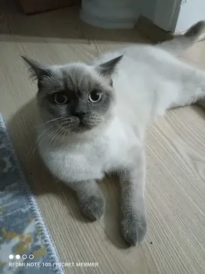 Rıza Veteriner