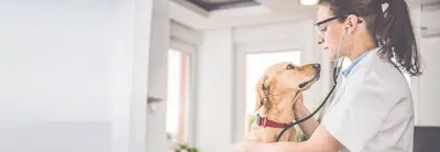 Rose Veteriner Kliniği fotoğrafı