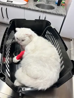 Yumi Veteriner Kliniği fotoğrafı