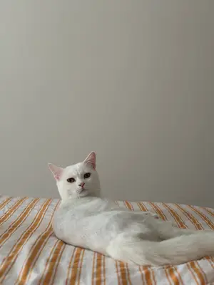 BEST VET VETERİNER KLİNİĞİ fotoğrafı