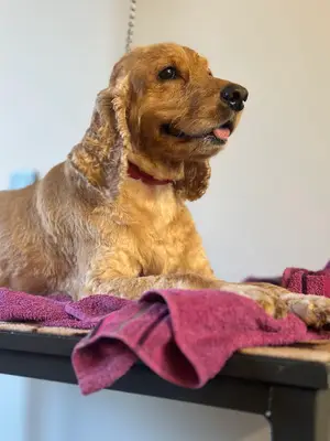 Sarısu Veteriner Kliniği fotoğrafı