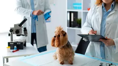 Yoǧurtcu Veteriner Kliniği (Mahmutlar) / ВЕТЕРИНАРНАЯ КЛИНИКА fotoğrafı