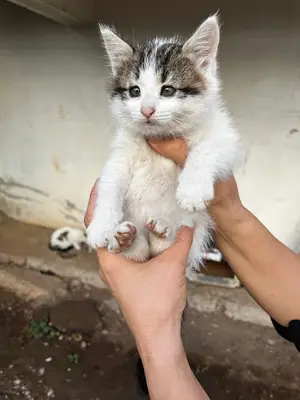 Kalkan Veteriner Kliniği fotoğrafı