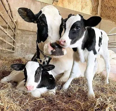 KORKUTELİ VETERİNER KLİNİĞİ fotoğrafı