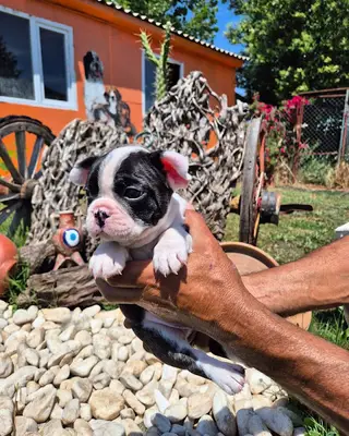 Teddy Royal Garden / Poodle & Pom's ANTALYA