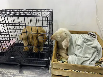 Yusuf İnel Veteriner Kliniği fotoğrafı