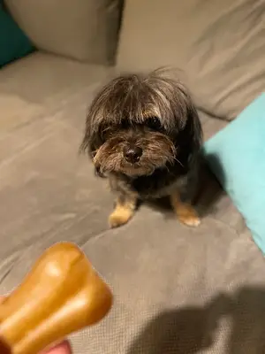 Nisantasi Petmania Veteriner