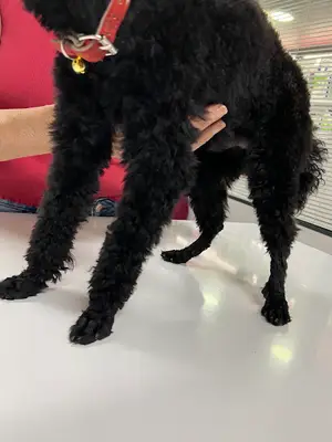 Seçkin Veteriner Kliniği