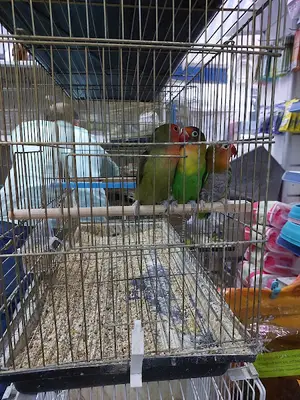 Aqua Petshop