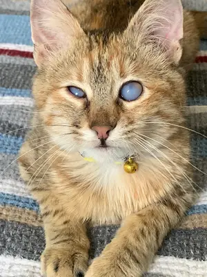 ÖZGÜR VETERİNER KLİNİĞİ
