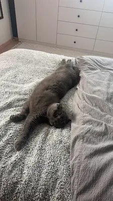 Altınova Petibör Veteriner Kliniği fotoğrafı