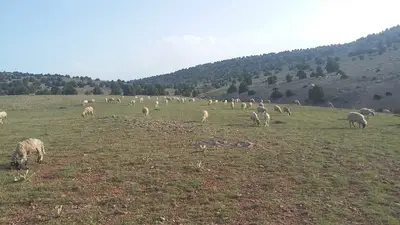 Eskişehir kurbanlık adaklık celik kardeşler hayvancılık fotoğrafı