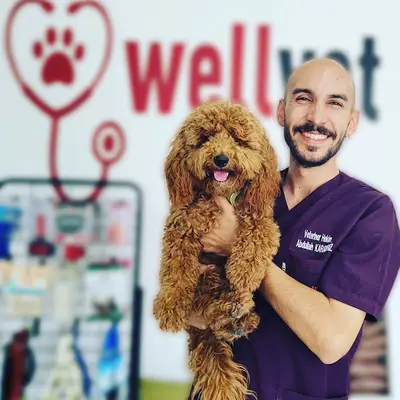Denizli WellVet Veteriner Sağlık Merkezi