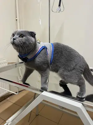 Er-Palo Veteriner Kliniği
