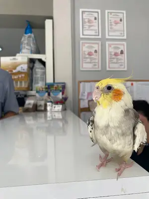 Denivet Veteriner Kliniği