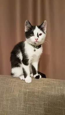 Paties Veteriner Kliniği