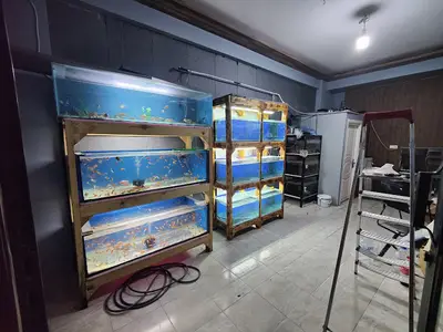 İnegöl.akvaryum.hobisi
