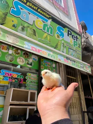 Sarem Pet Shop