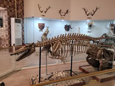 Hayvanat Bahçesi Zoo