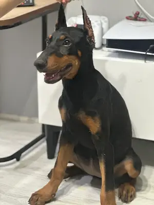 Doberman çiftliği (İstanbul/kocaeli) fotoğrafı