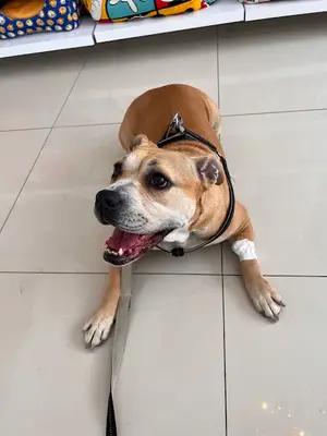 Asyam Veteriner Kliniği fotoğrafı