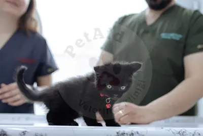 PetAid Veteriner Kliniği fotoğrafı
