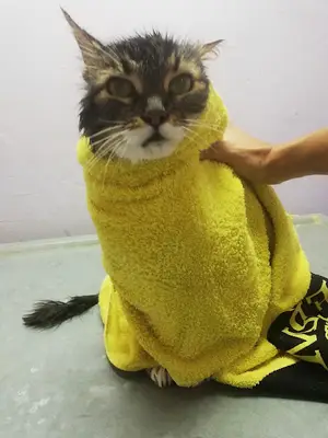 Pan-vet Veteriner Kliniği fotoğrafı