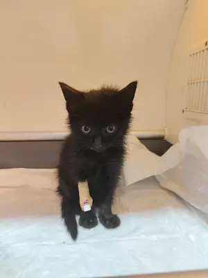 Canberk Baykal Veteriner Kliniği fotoğrafı