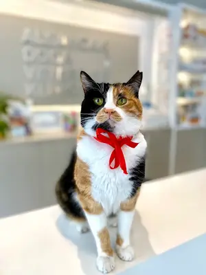 Alsancak Doğa Veteriner Kliniği fotoğrafı
