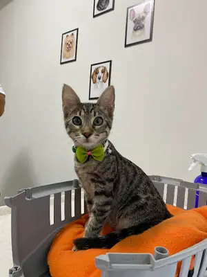 Nergiz Veteriner Kliniği fotoğrafı