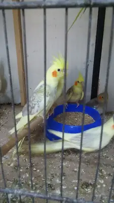 Bedir Kuş Cenneti 2