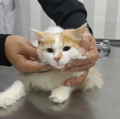 Karşıyaka Elit Veteriner Kliniği fotoğrafı