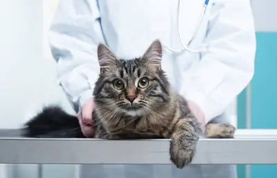 Isparta Davraz Veteriner Kliniği