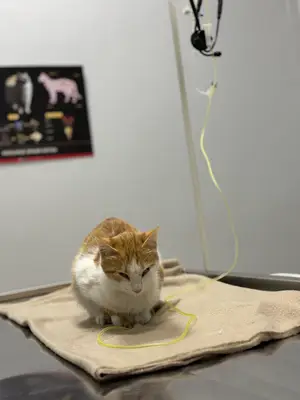 Aris Veteriner Kliniği