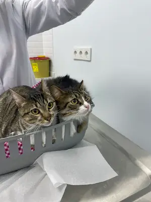 VetSim Veteriner Kliniği fotoğrafı