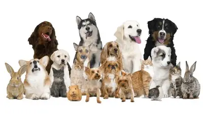 Petstore