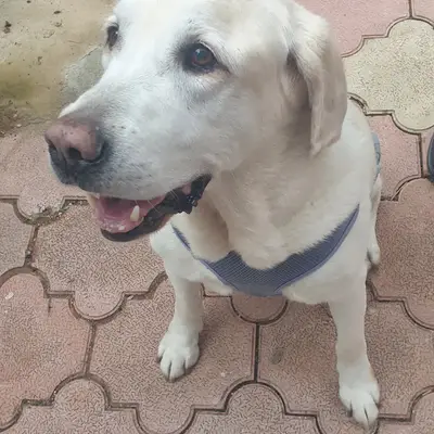 Boğaçayı Veteriner Kliniği fotoğrafı