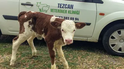 Veteriner Tezcan