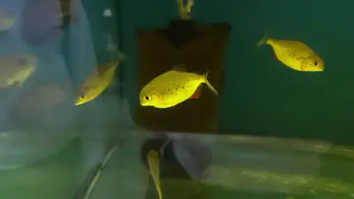 Okyanus Akvaryum38