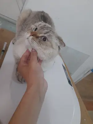 Azat Veteriner Kliniği