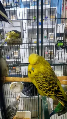 Tekin petshop