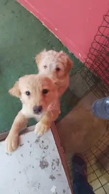 Çığır Pet Shop